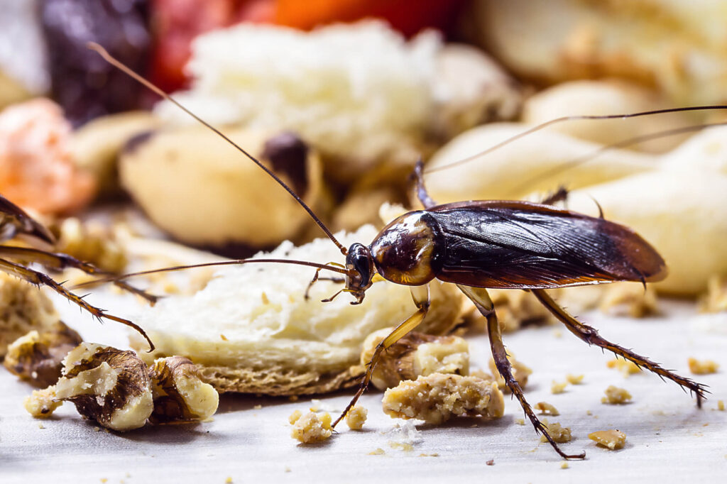 What the Bengaluru Club Inspections Revealed: Cockroach Infestations & Unhygienic Storage — And How to Prevent Them
